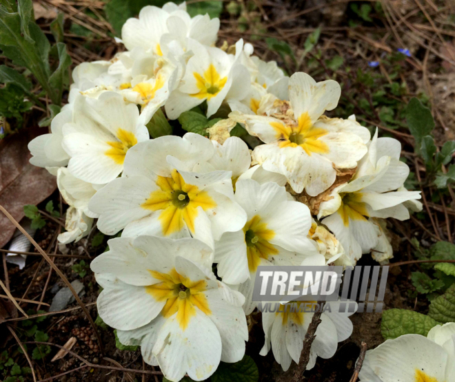 Spring in Baku. Azerbaijan, Baku, 20 apr. 2016